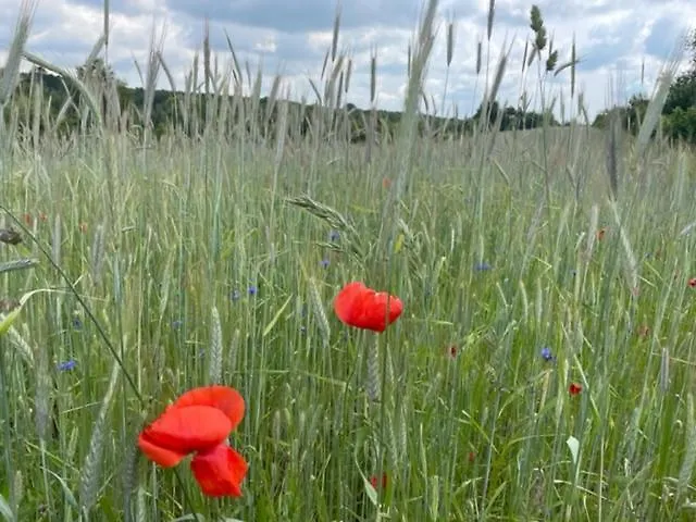 Okno Na Jure بيت للعطل كروتشيسته